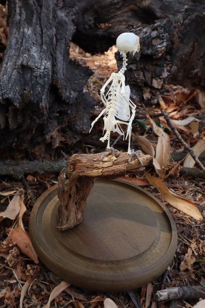 Articulated Parakeet Skeleton with Sclerotic Lenses