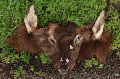 Craft Soft Tanned Elk Face