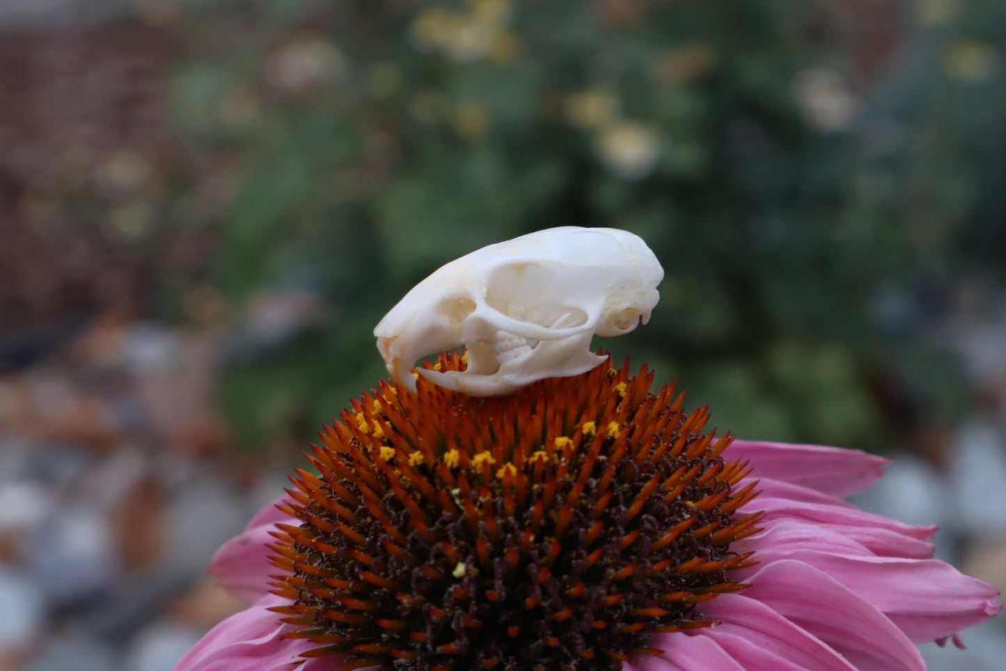 Mouse Skull