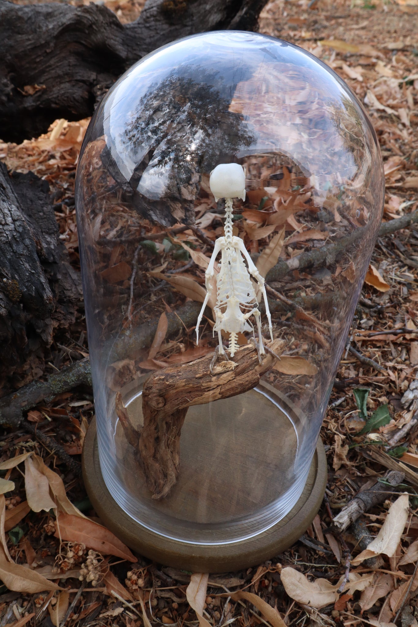 Articulated Parakeet Skeleton with Sclerotic Lenses