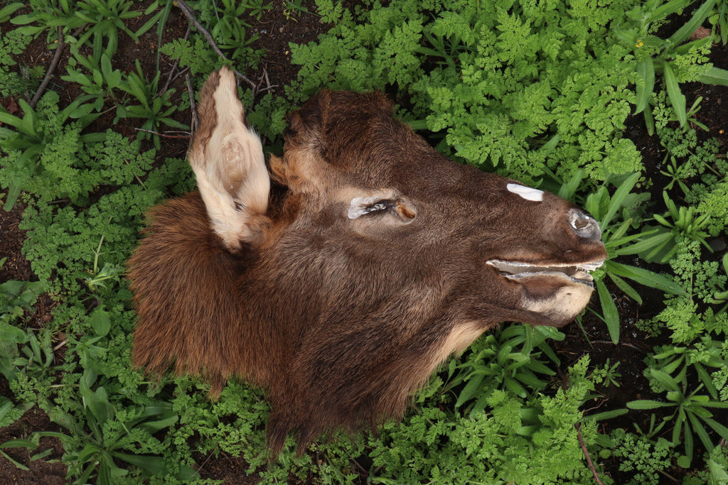 Craft Soft Tanned Elk Face