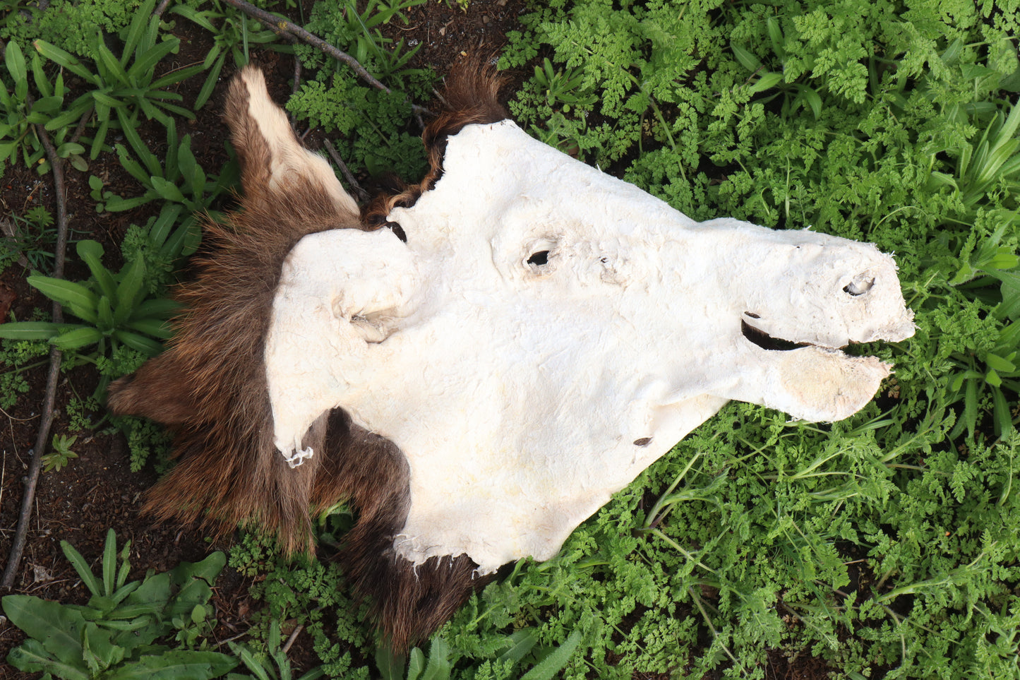Craft Soft Tanned Elk Face
