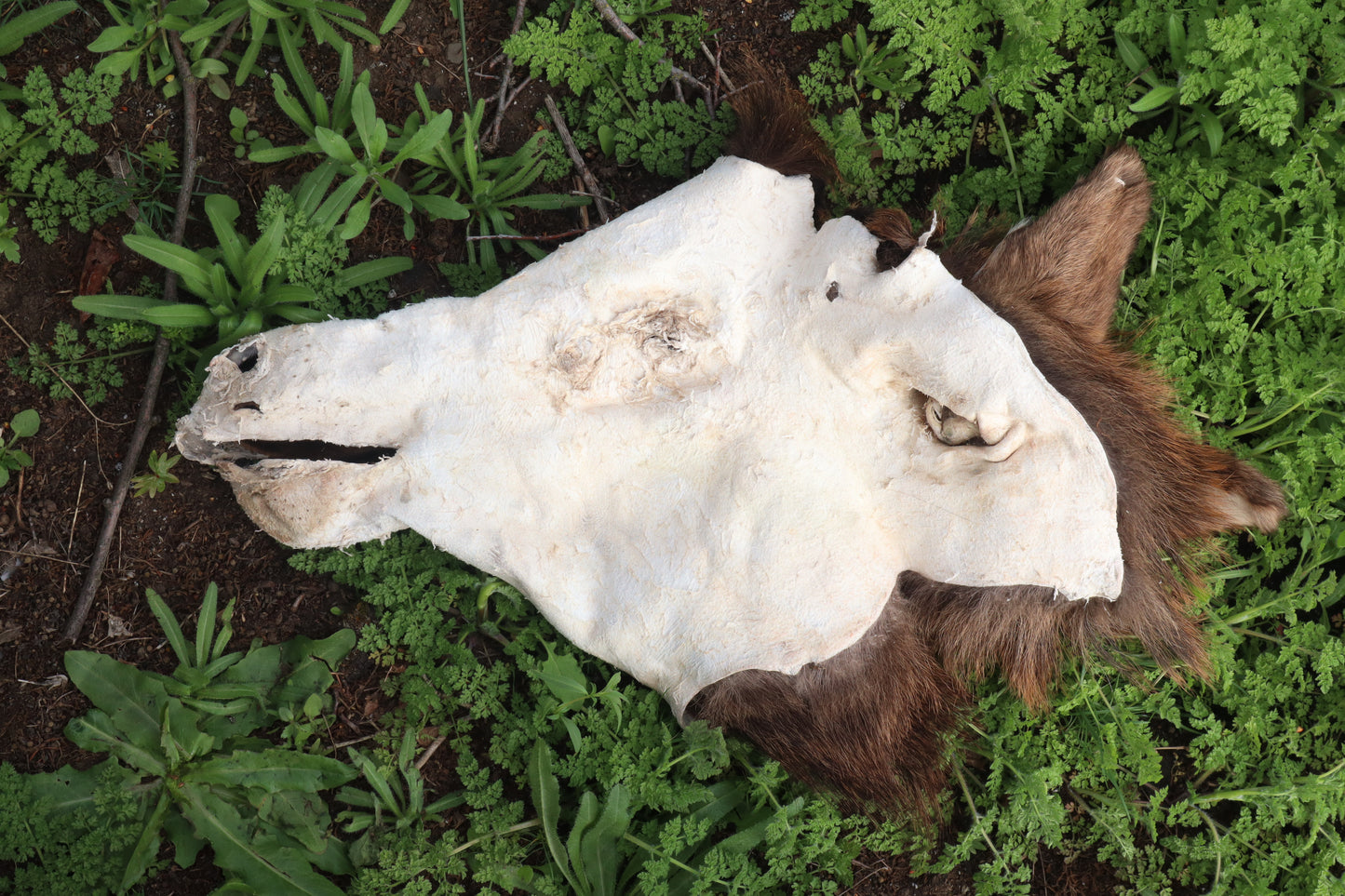Craft Soft Tanned Elk Face
