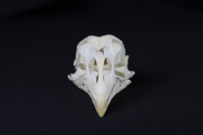 Chicken Skull with Sclerotic Rings