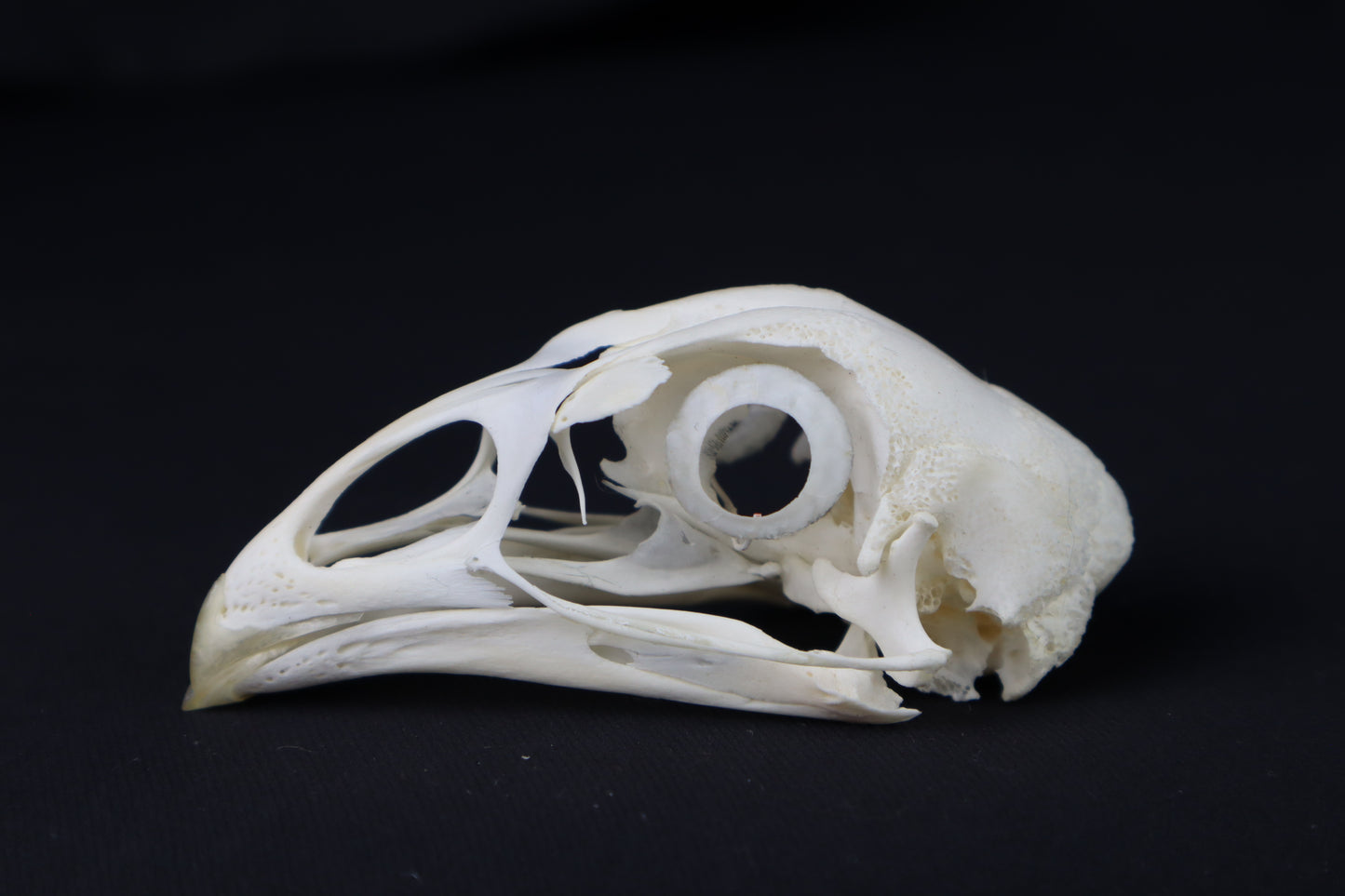 Chicken Skull with Sclerotic Rings