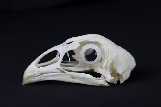 Chicken Skull with Sclerotic Rings