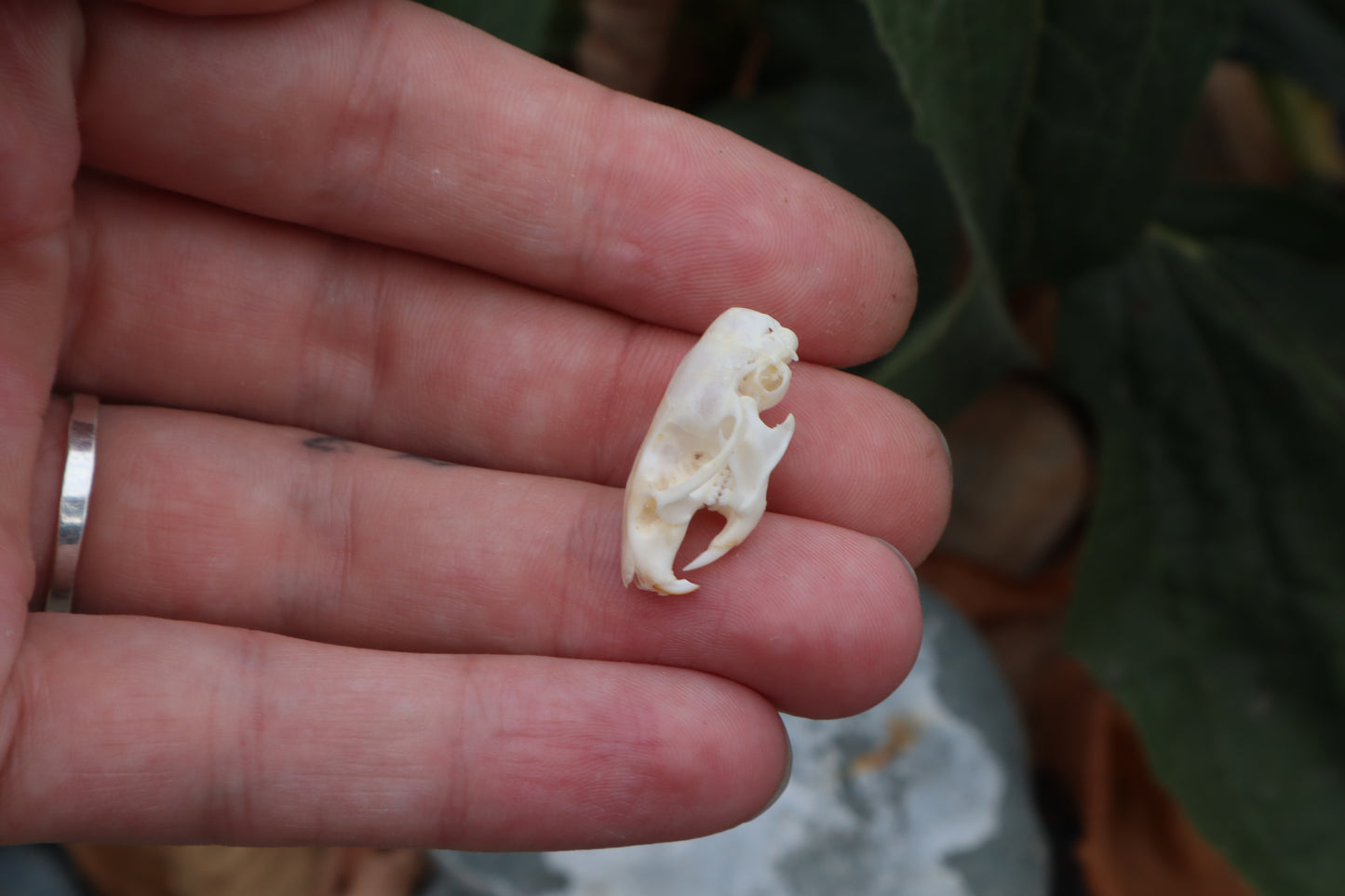 Mouse Skull