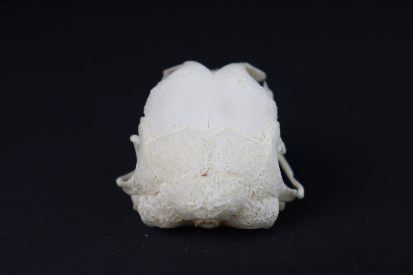 Chicken Skull with Sclerotic Rings