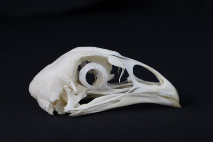 Chicken Skull with Sclerotic Rings