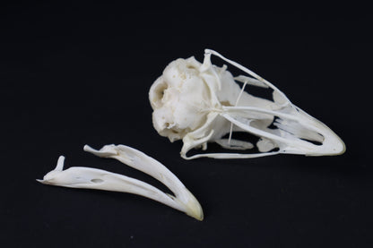 Chicken Skull with Sclerotic Rings