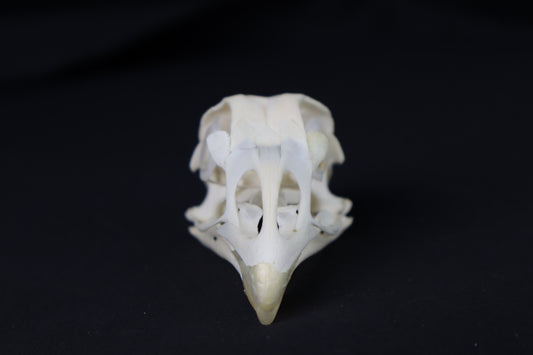 Chicken Skull with Sclerotic Rings