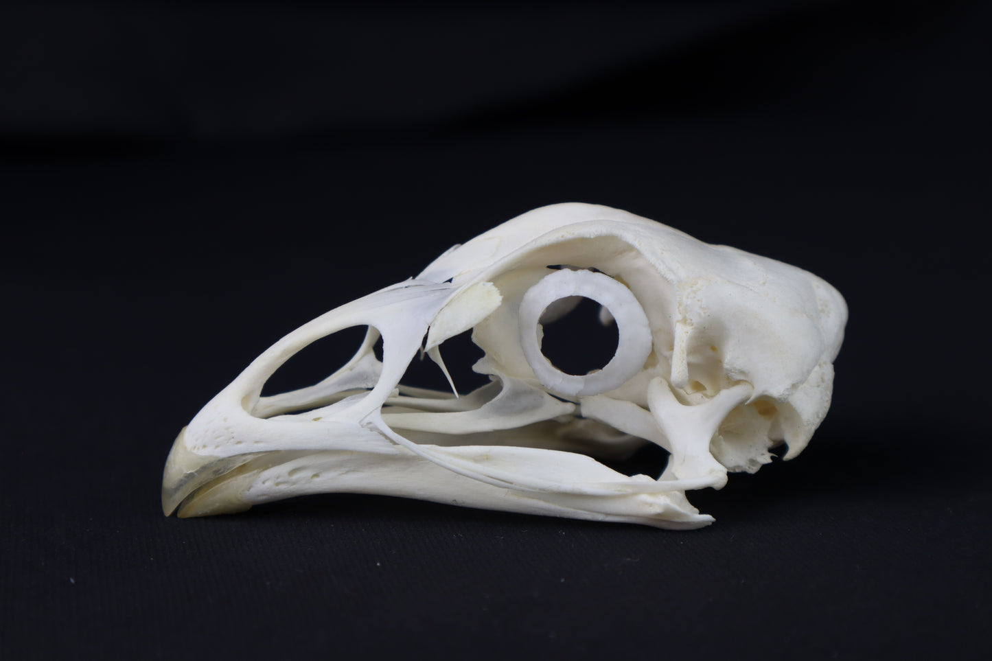 Chicken Skull with Sclerotic Rings