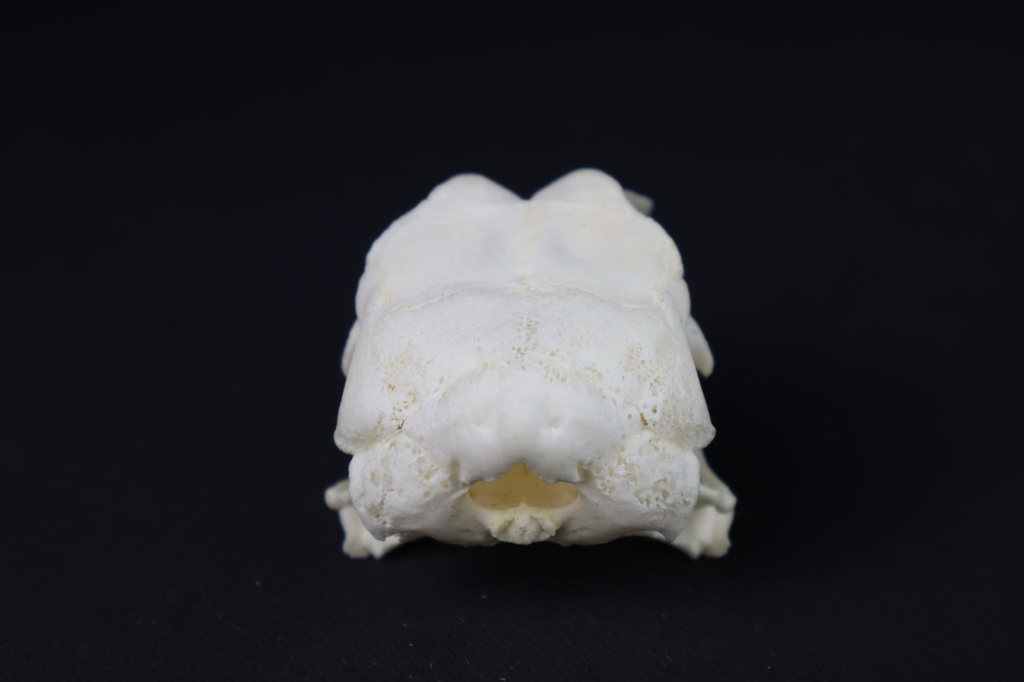 Chicken Skull with Sclerotic Rings