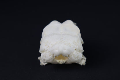 Chicken Skull with Sclerotic Rings