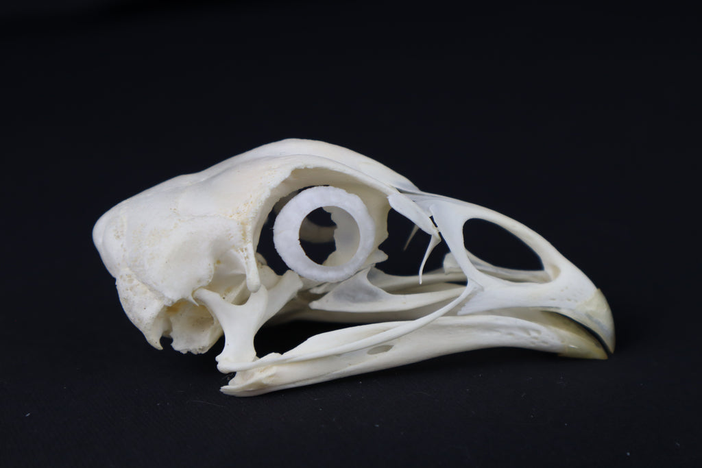 Chicken Skull with Sclerotic Rings