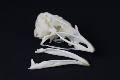 Chicken Skull with Sclerotic Rings
