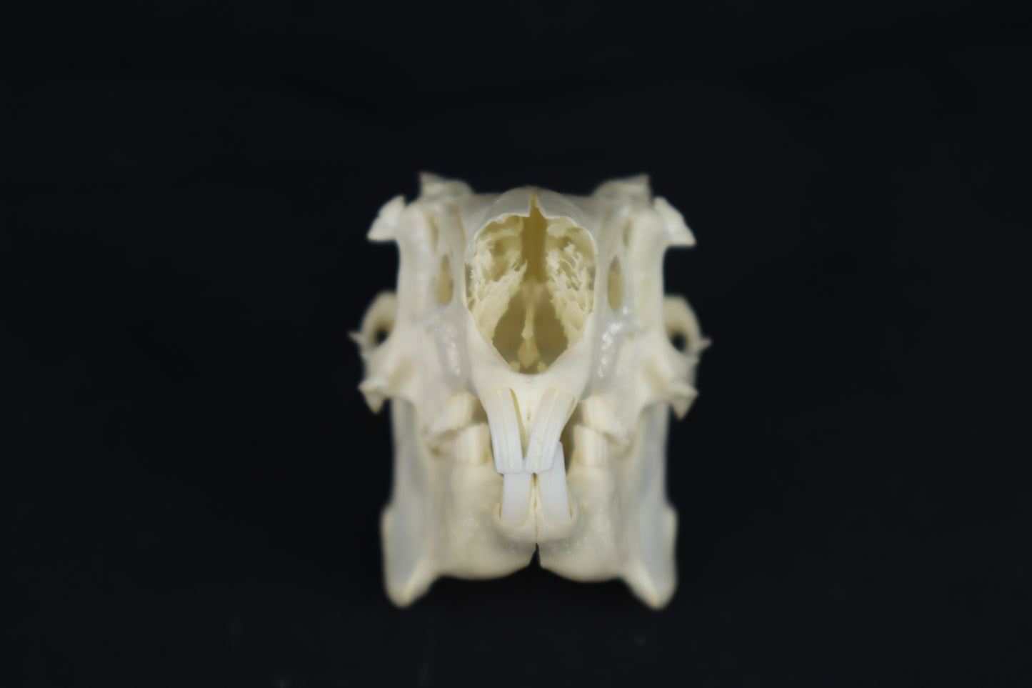 Jack Rabbit Skull