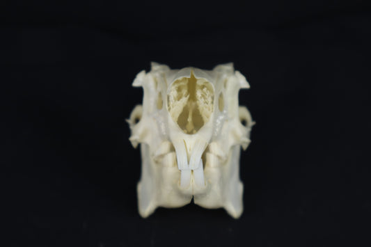 Jack Rabbit Skull