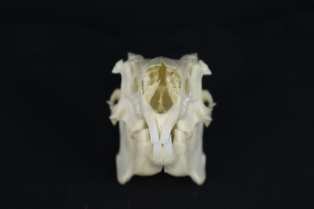 Jack Rabbit Skull