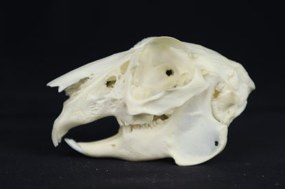 Jack Rabbit Skull