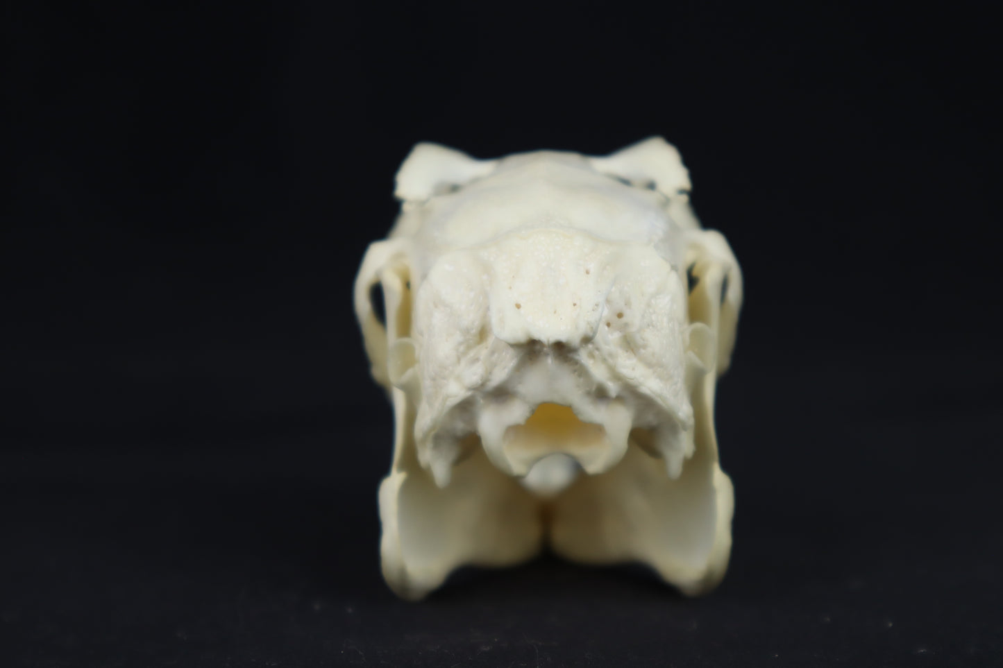 Jack Rabbit Skull