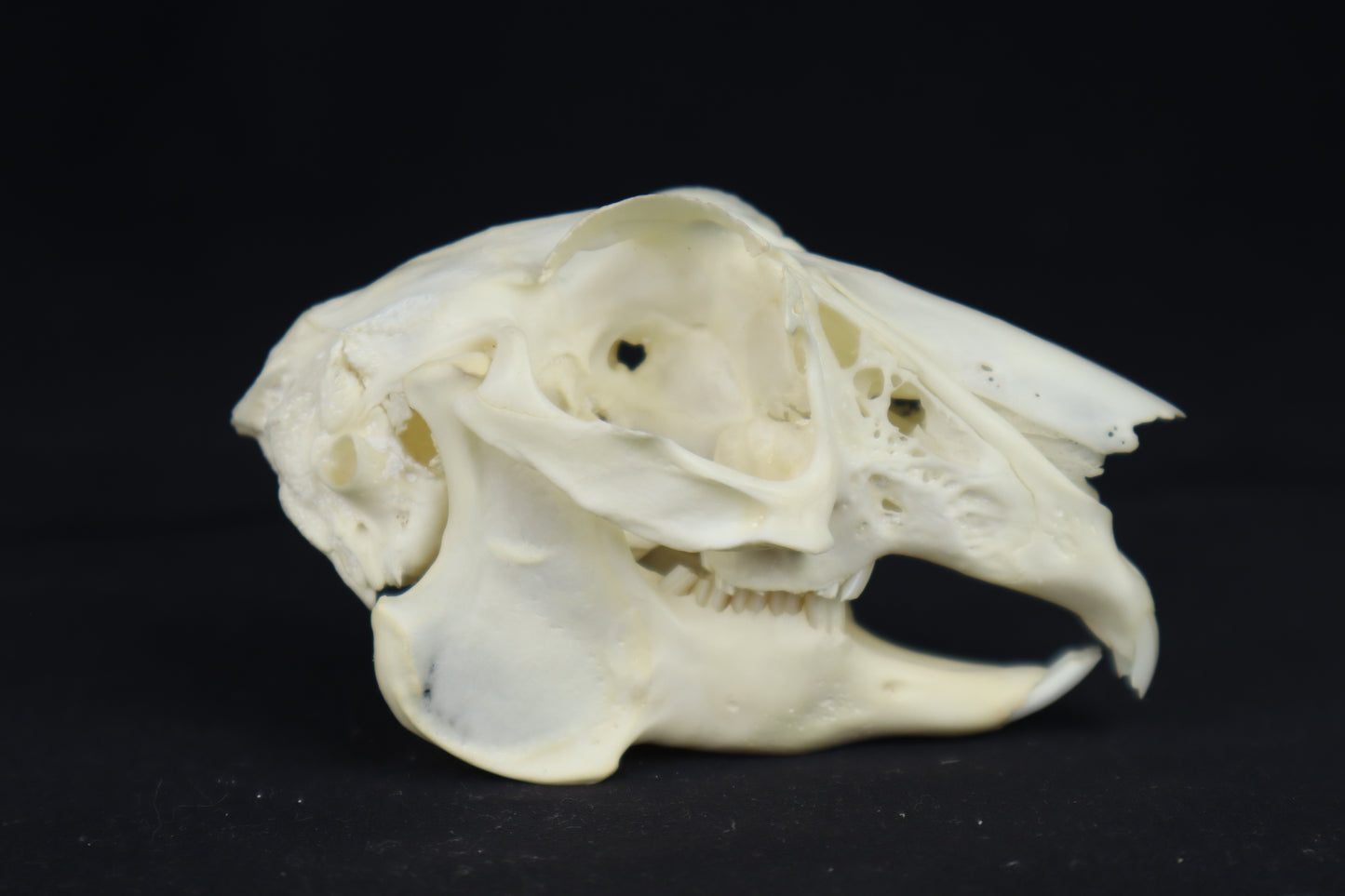 Jack Rabbit Skull