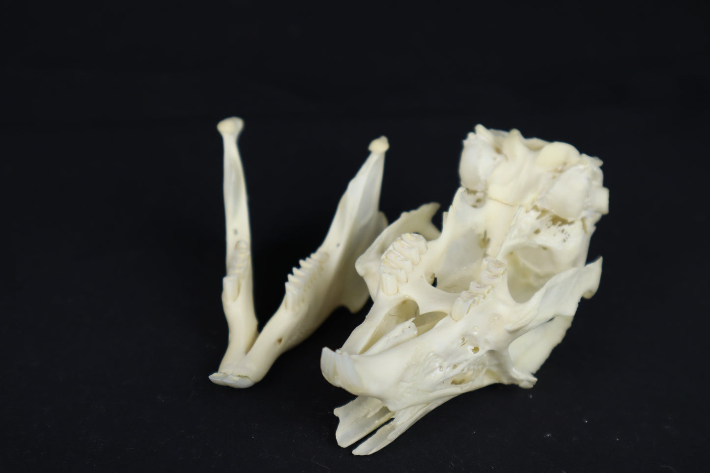 Jack Rabbit Skull