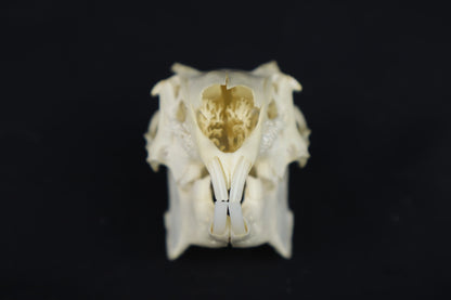 Jack Rabbit Skull