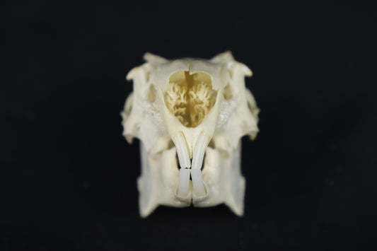 Jack Rabbit Skull