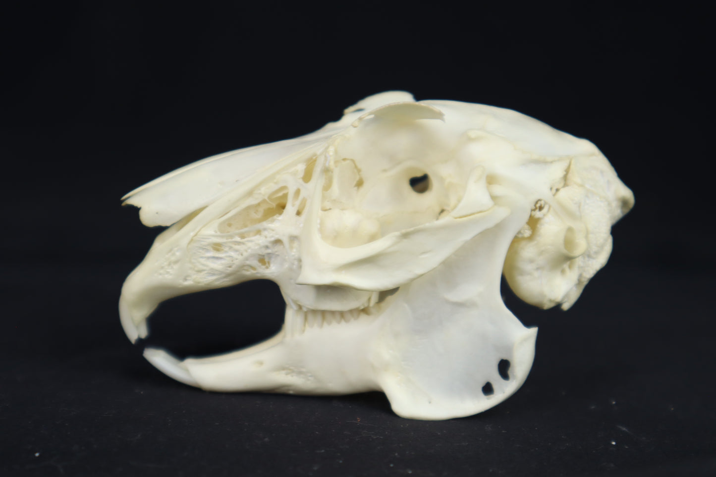 Jack Rabbit Skull