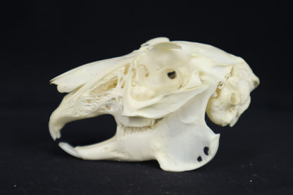Jack Rabbit Skull