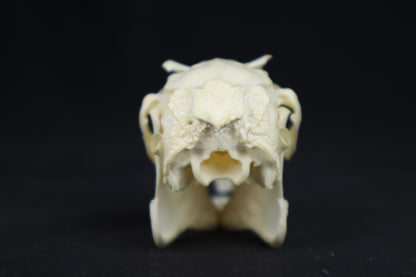 Jack Rabbit Skull