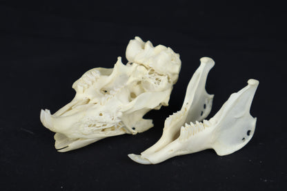 Jack Rabbit Skull