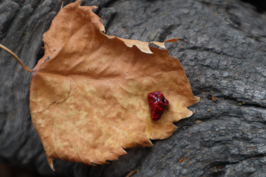 Dry Preserved Parakeet Heart