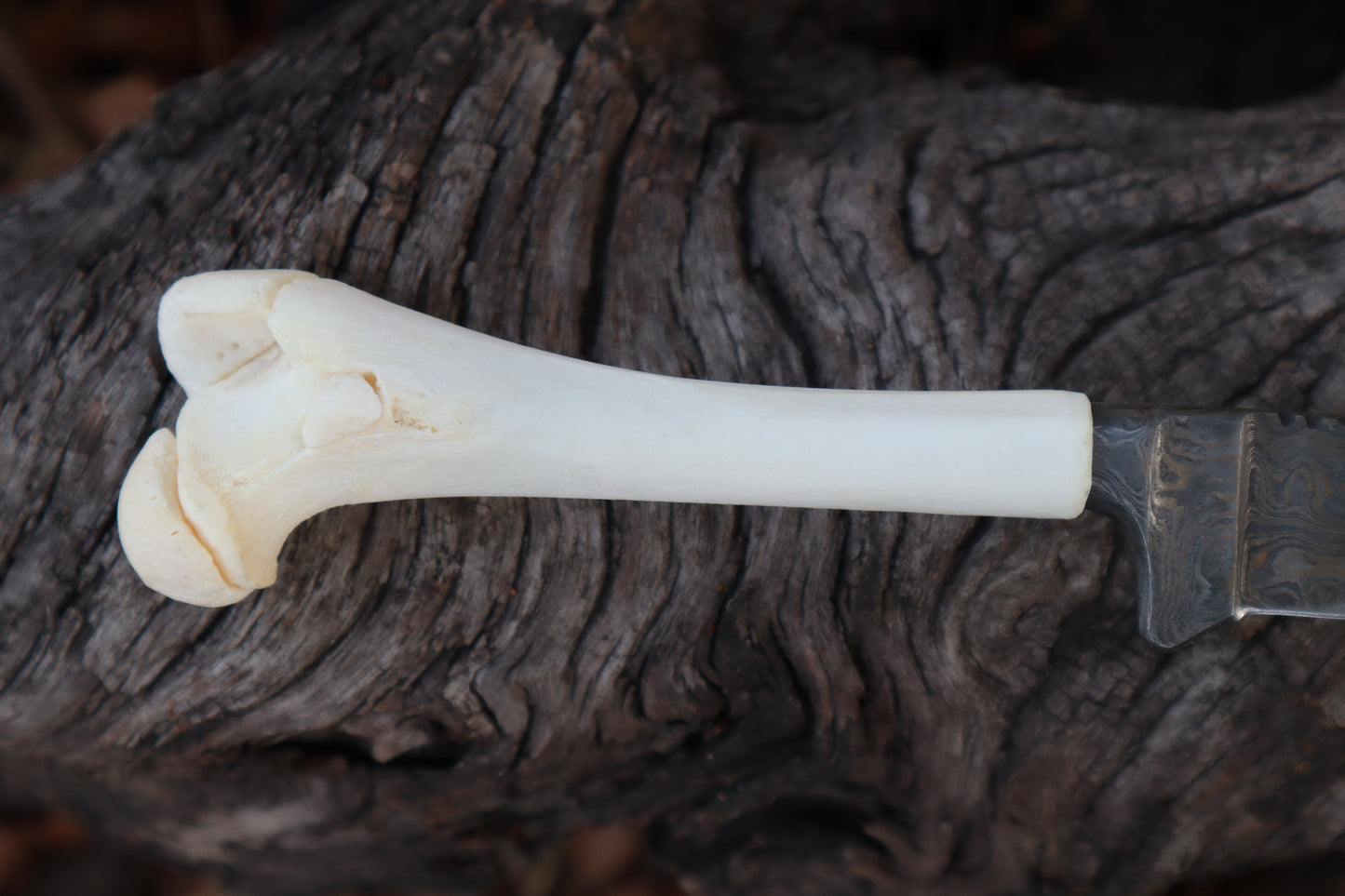 Damascus Whitetail Fawn Femur Athame