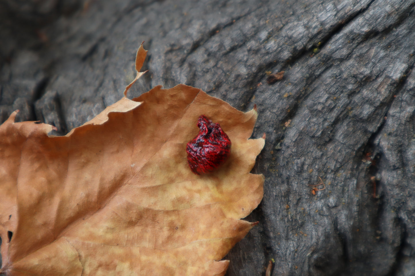 Reserved for Cora - Dry Preserved Fetal Kitten Heart