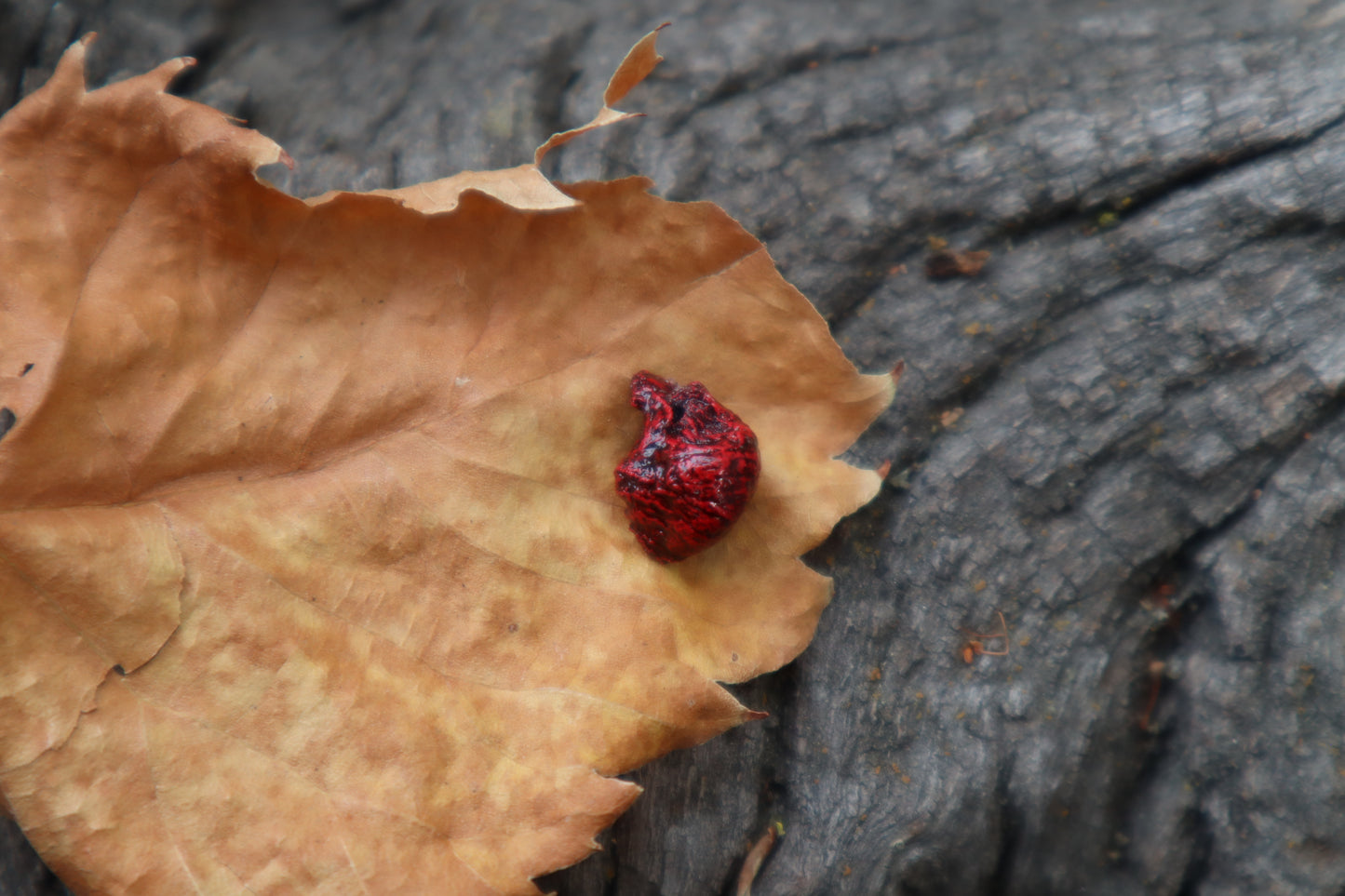 Reserved for Cora - Dry Preserved Fetal Kitten Heart