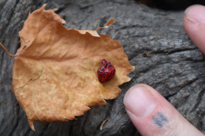 Reserved for Cora - Dry Preserved Fetal Kitten Heart