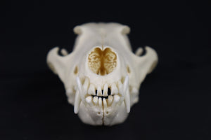 Geriatric Coyote Skull