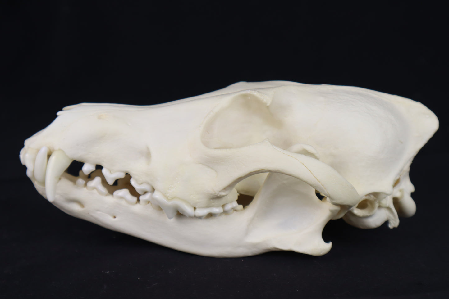 Geriatric Coyote Skull