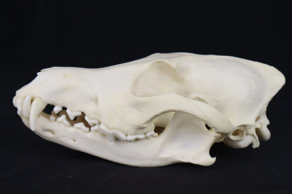 Geriatric Coyote Skull