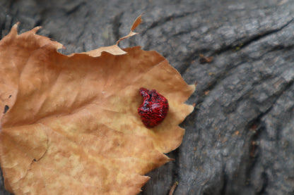Reserved for Cora - Dry Preserved Fetal Kitten Heart