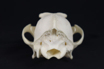 Geriatric Coyote Skull