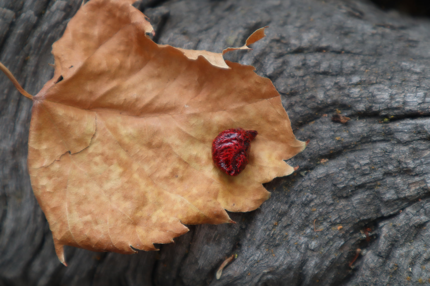 Reserved for Cora - Dry Preserved Fetal Kitten Heart