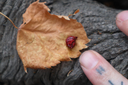 Reserved for Cora - Dry Preserved Fetal Kitten Heart