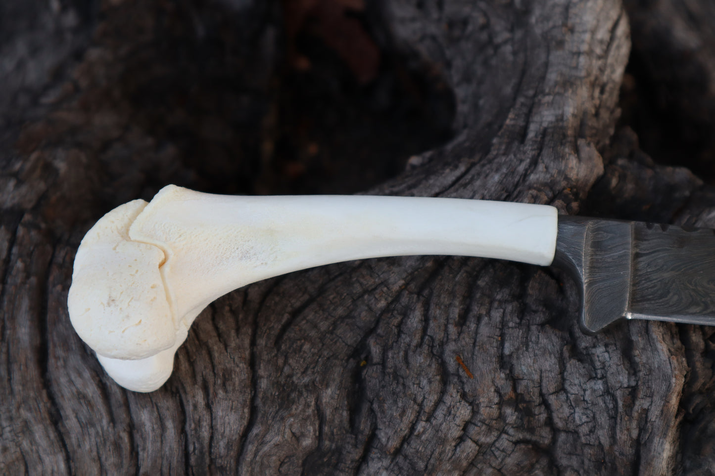 Damascus Whitetail Fawn Femur Athame