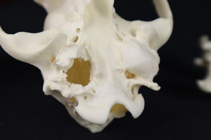 Geriatric Coyote Skull