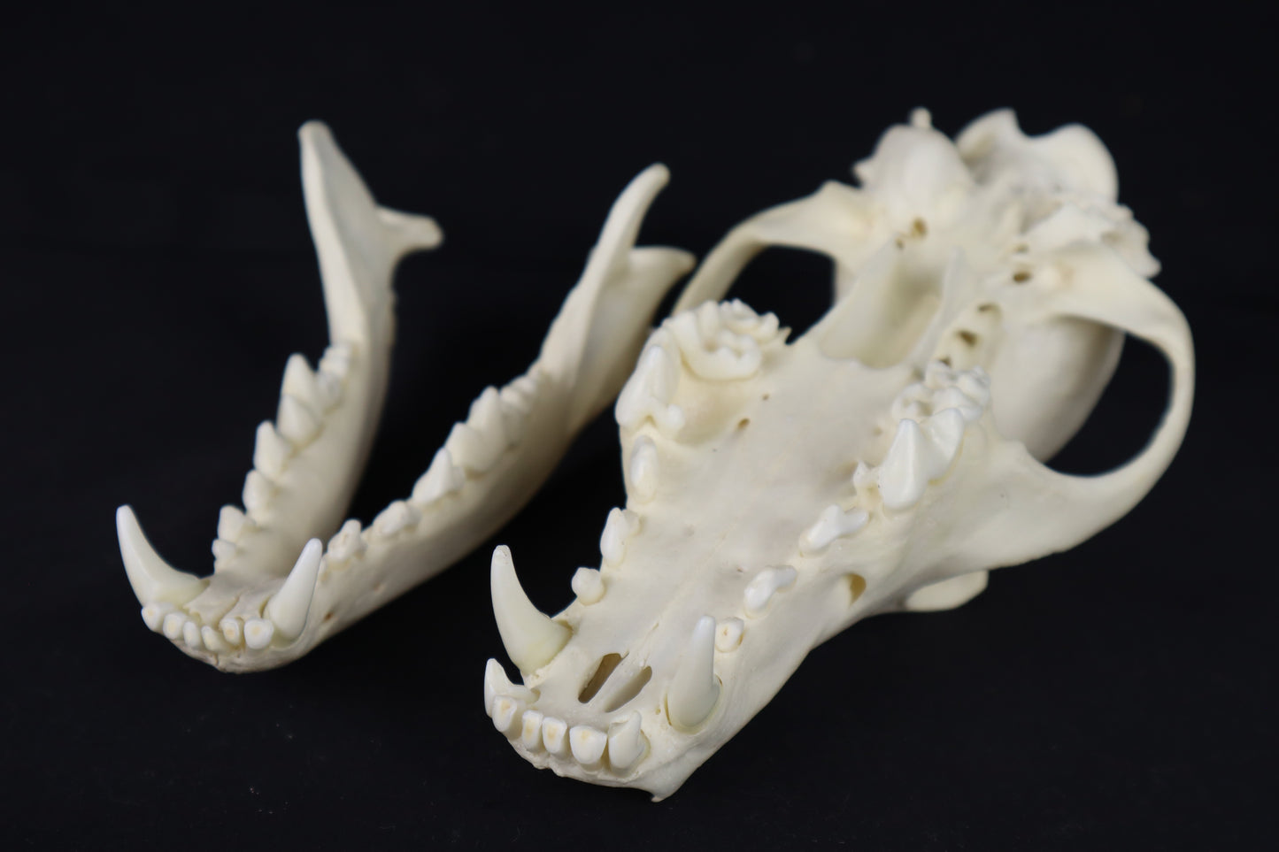 Geriatric Coyote Skull