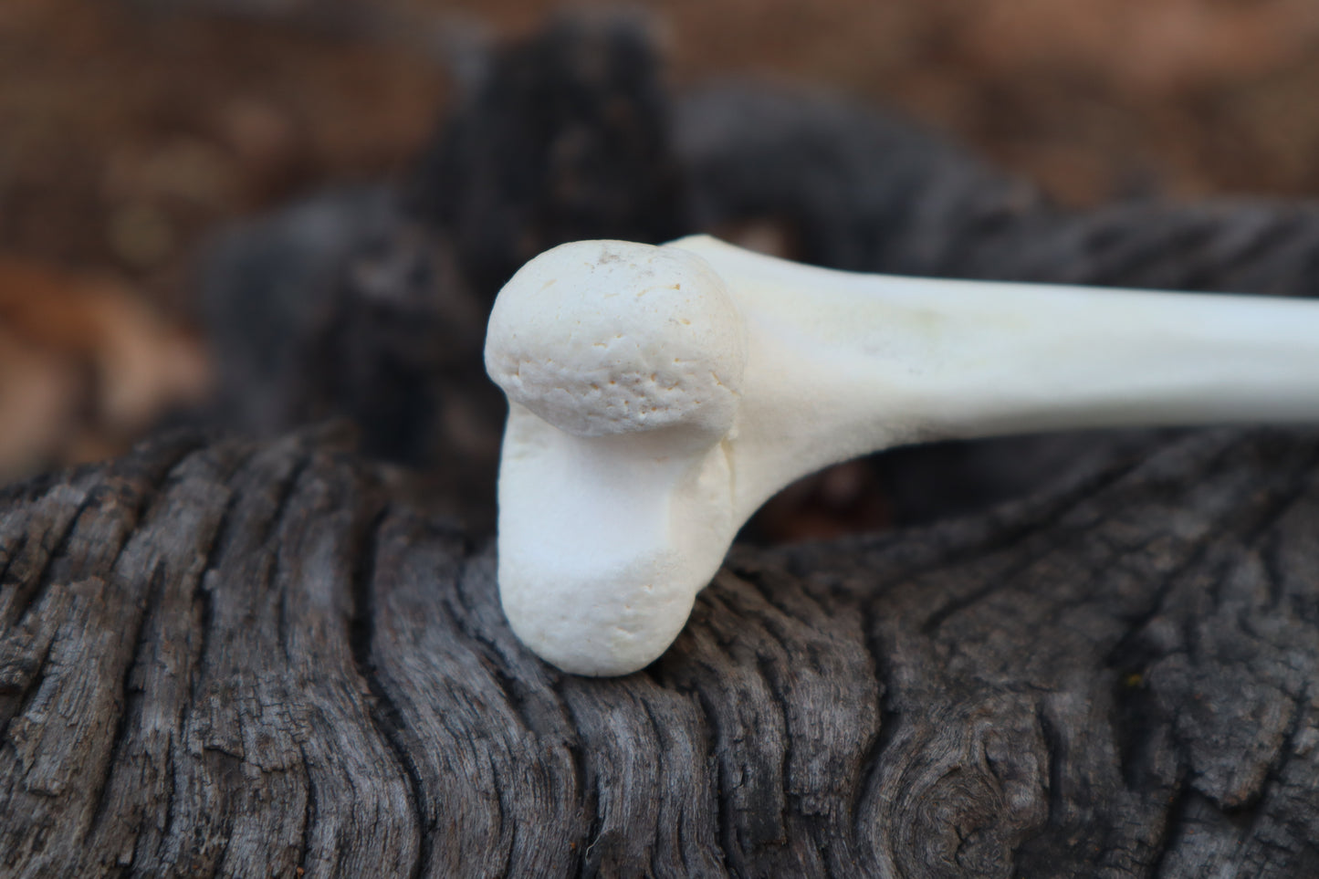 Damascus Whitetail Fawn Femur Athame