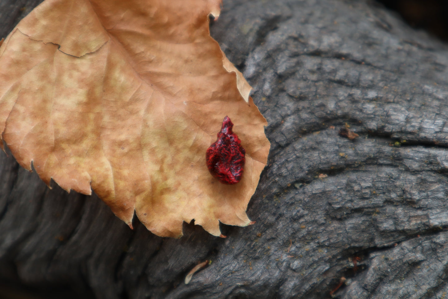 Dry Preserved Fetal Kitten Heart